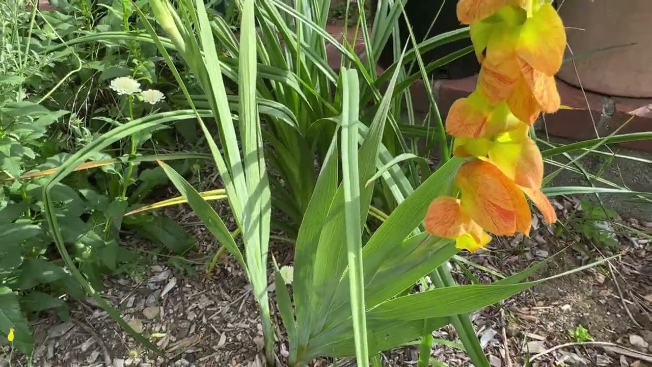 A Tour of the South African Garden in New York in mid July
