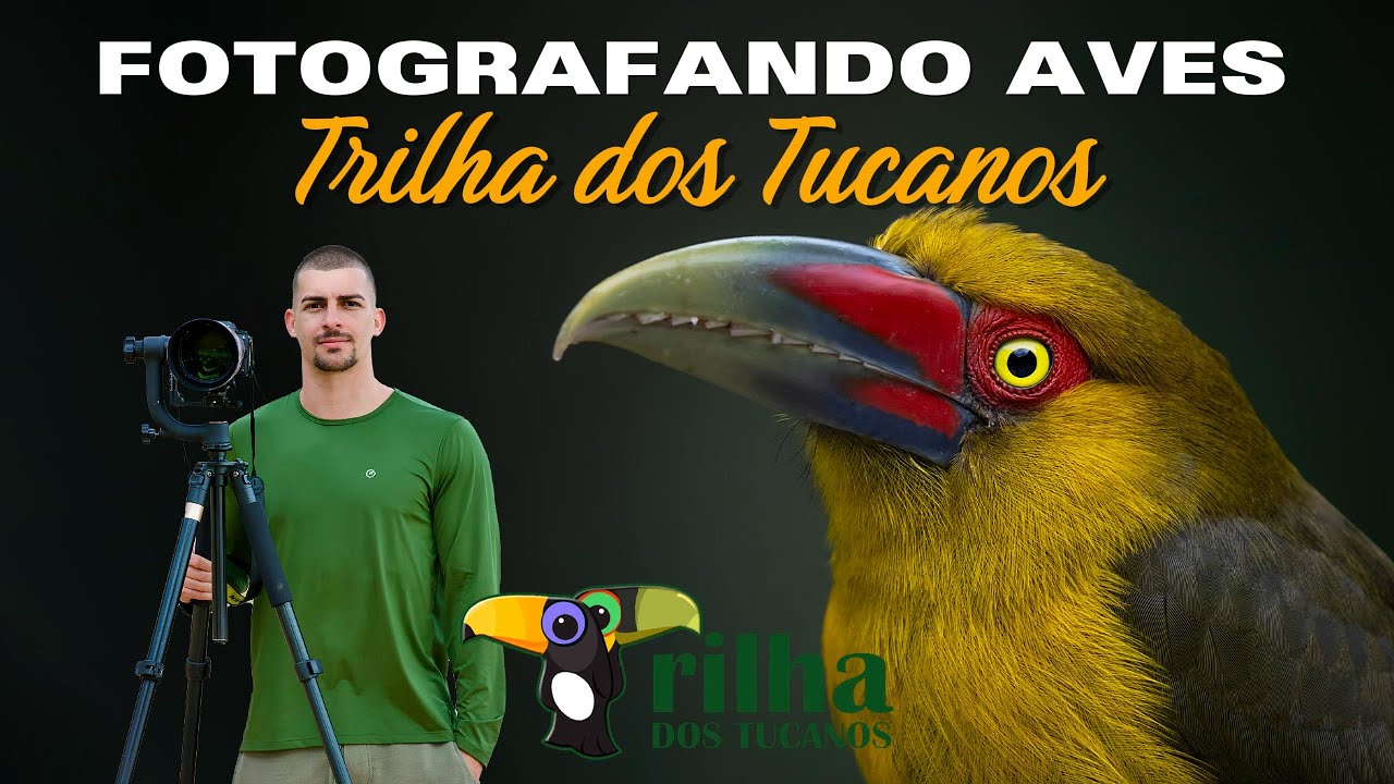 FOTOGRAFANDO AVES - TRILHA DOS TUCANOS - TAPIRAÍ/SP