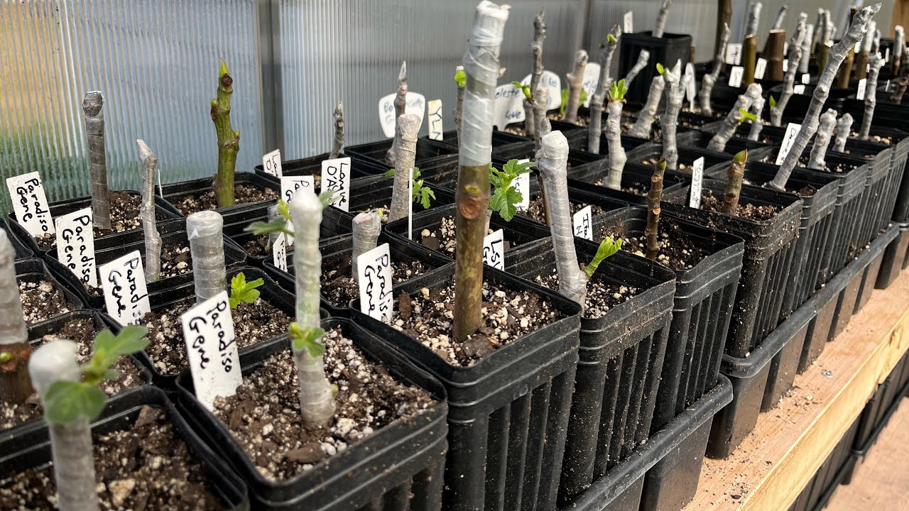 &ldquo;Greenhouse Growings&rdquo; - New Space Heater Review, Plus Fig Cutting Propagation Success!