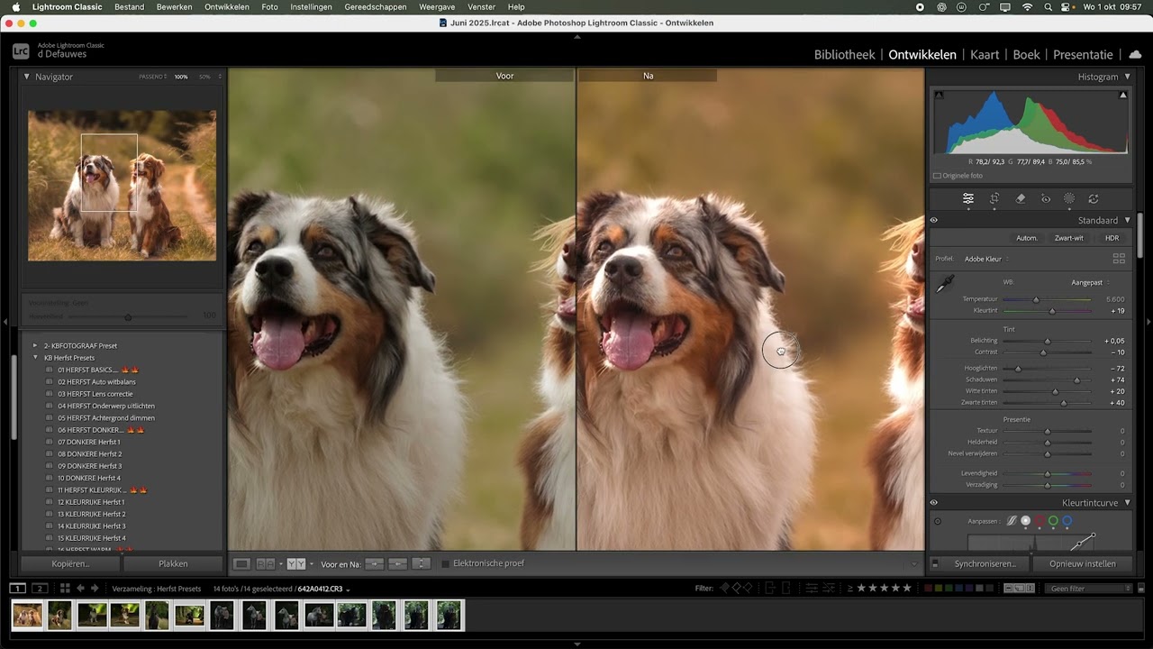 Lightroom Presets Herfst voor paarden en hondenfotografen
