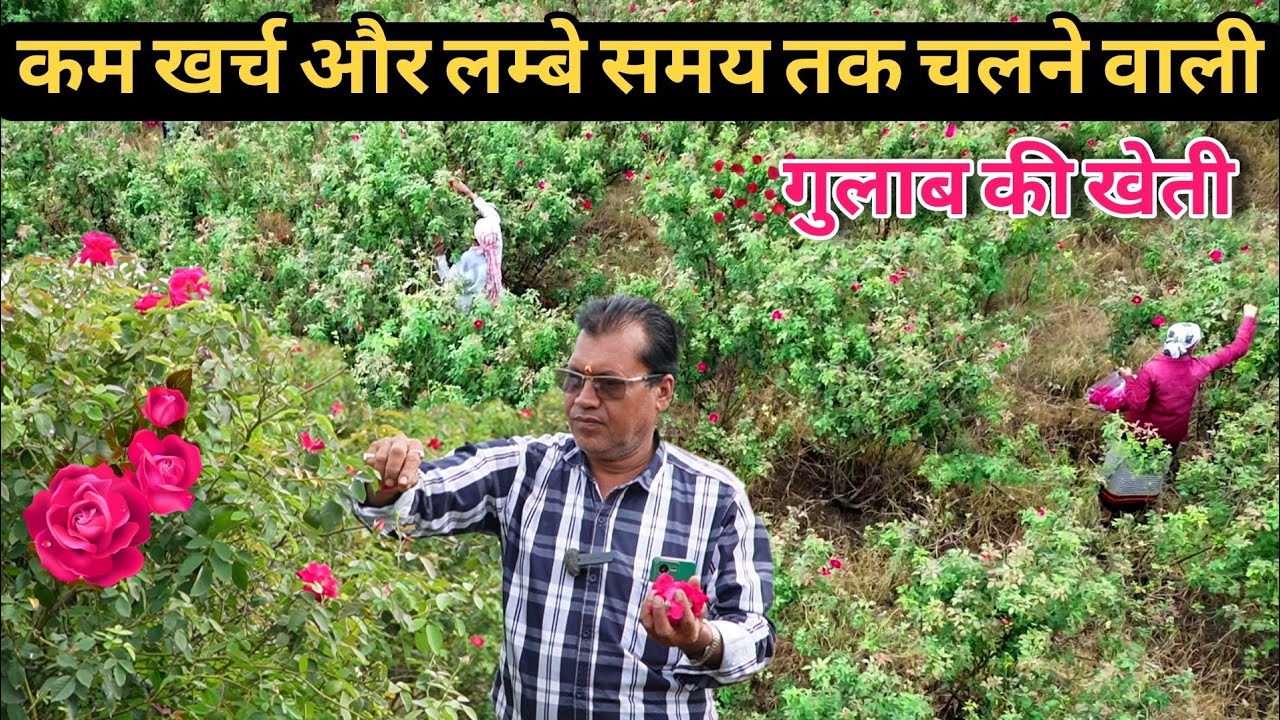 कम खर्च और लंबे समय तक चलने वाली फसल। 1 एकड़ में Desi Gulab ki Kheti kaise Shuru  Karen ।