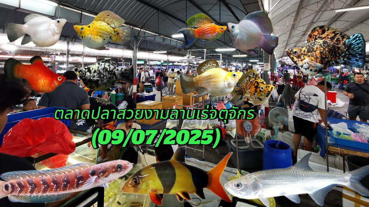 Aquarium​ Fish​ Market​ in Thailand​  ตลาด​ปลา​สวยงาม​ลาน​เร่​จตุจักร​🐟(09/07/2025)​