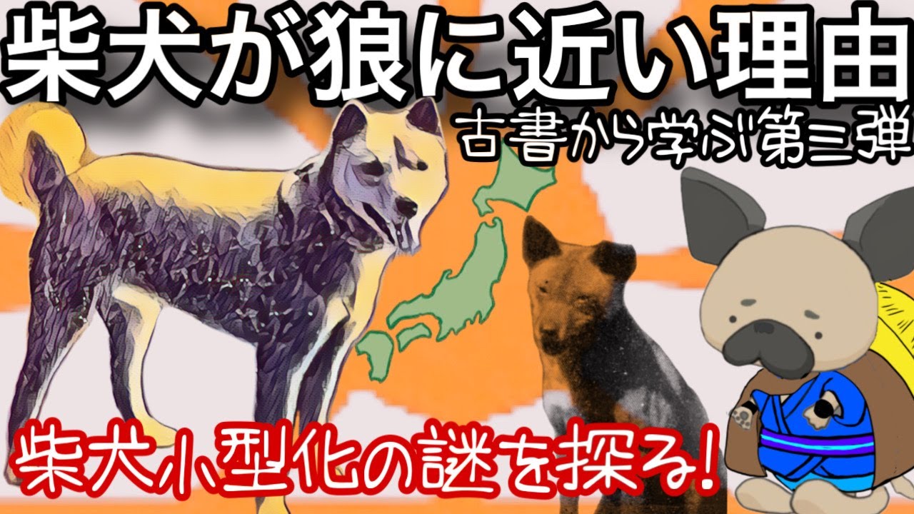柴犬探求vol.3〜柴犬が狼に近い理由〜戦前の書籍から柴犬を探る