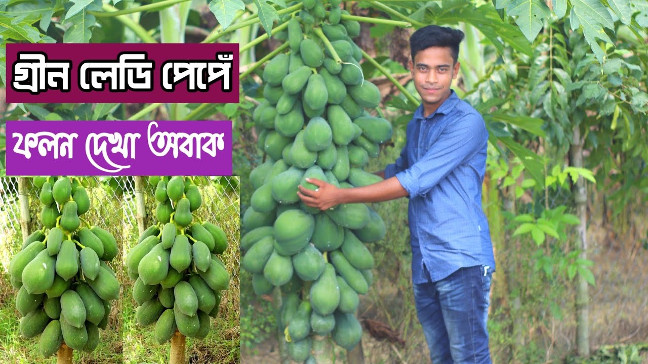 গ্রীন লেডি পেপেঁ চাষ বাম্পার ফল কৃষকের সাফল্য | পেপেঁ চাষ পদ্ধতি |