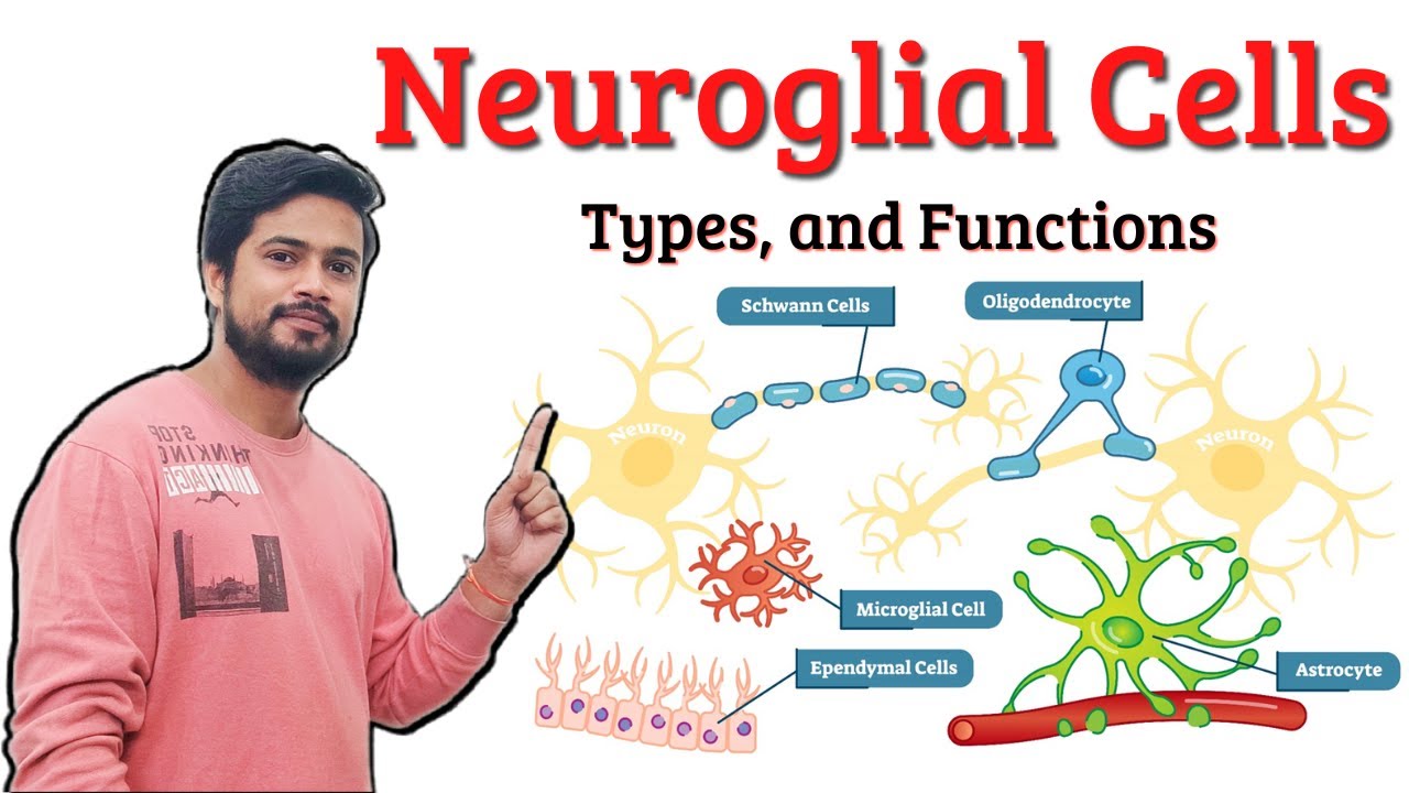 Neuroglial Cells of Nervous System - Types and Function