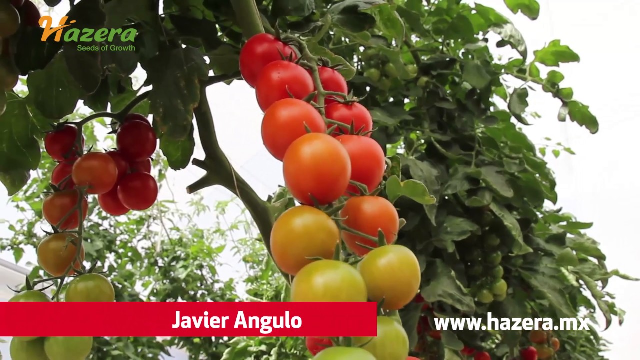 Variedades de tomate cherry de Hazera,  Amareto y Felicity.