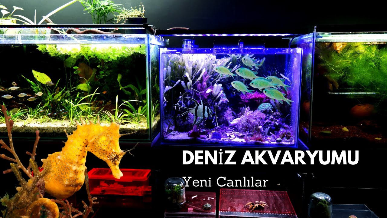 Deniz Akvaryumu I Yeni canlılar, Yeni Armatür I Macro Algae Tank