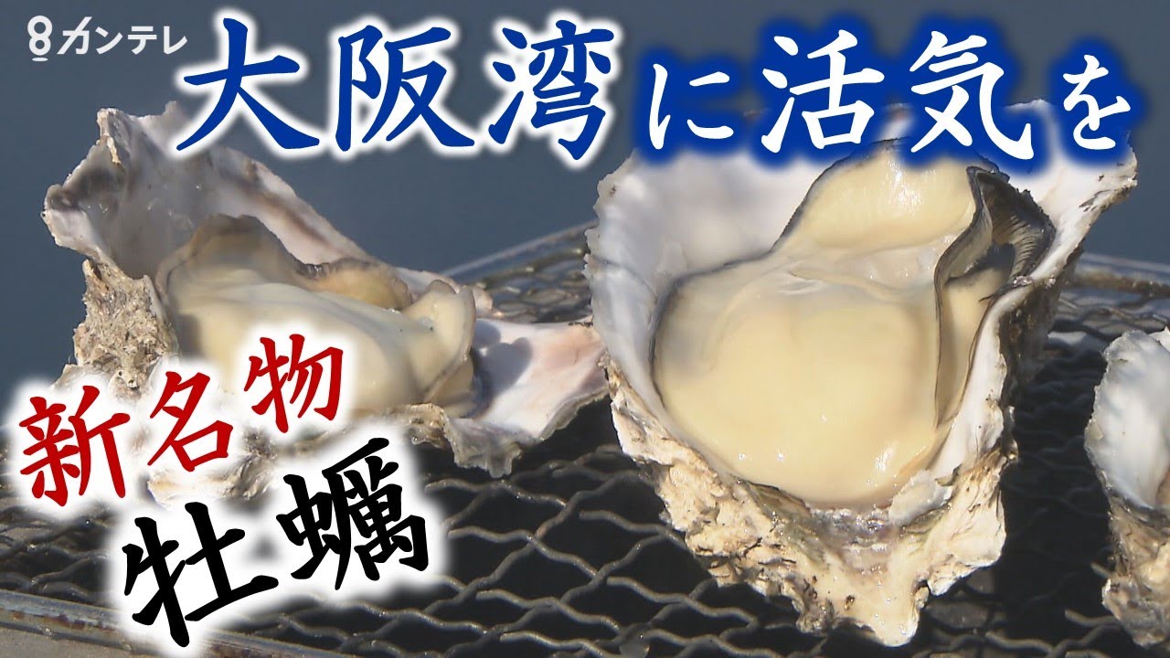 「大阪湾でとれるの？」 新名物は『ぼうでの牡蠣』　漁師20人の