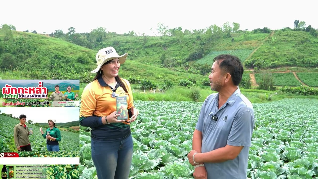 B-organic Grow | EP. 114 | กะหล่ำสวย ทนเเล้ง ทนฝน ต้านทานโรค เชื้อราและแมลงศัตรูพืช
