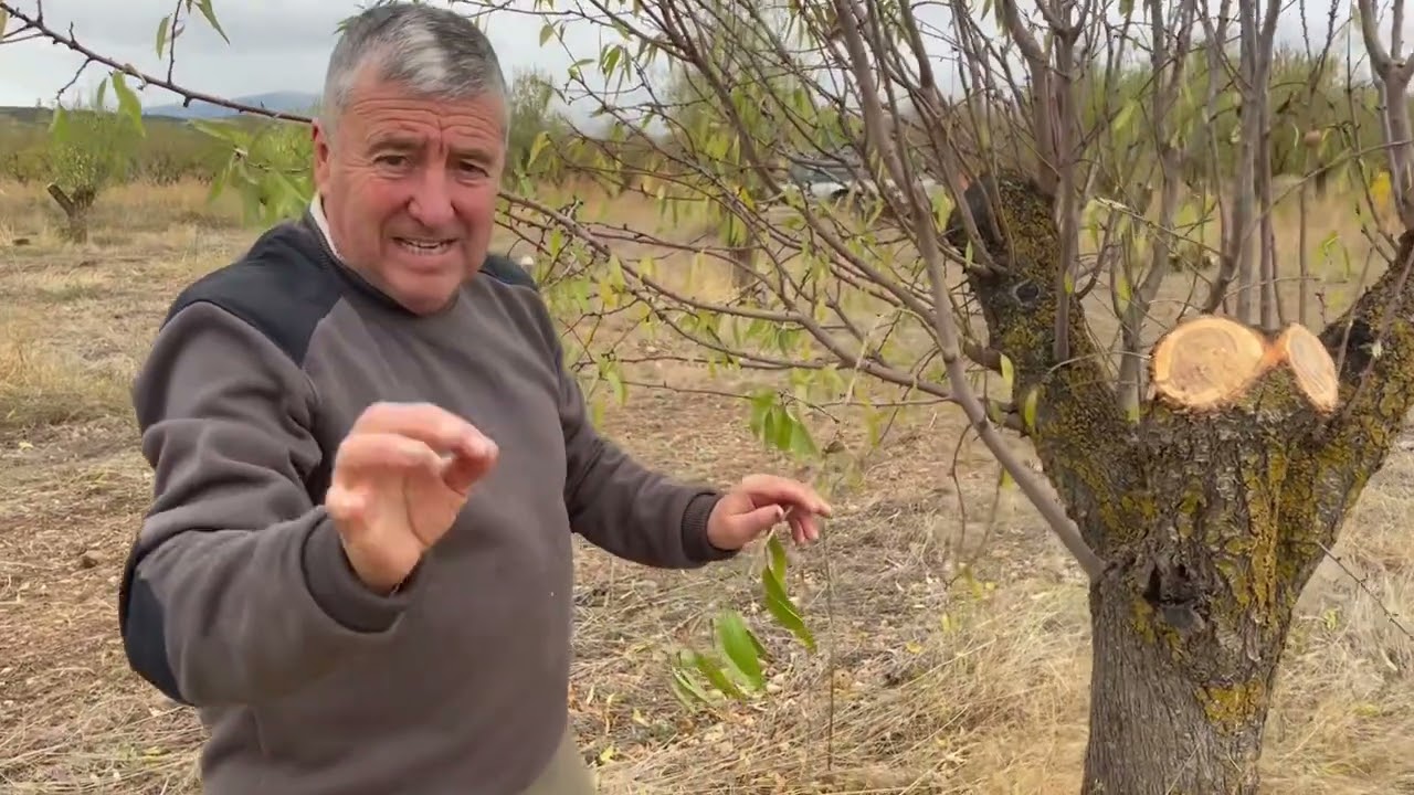 El Milagro del Almendro 
