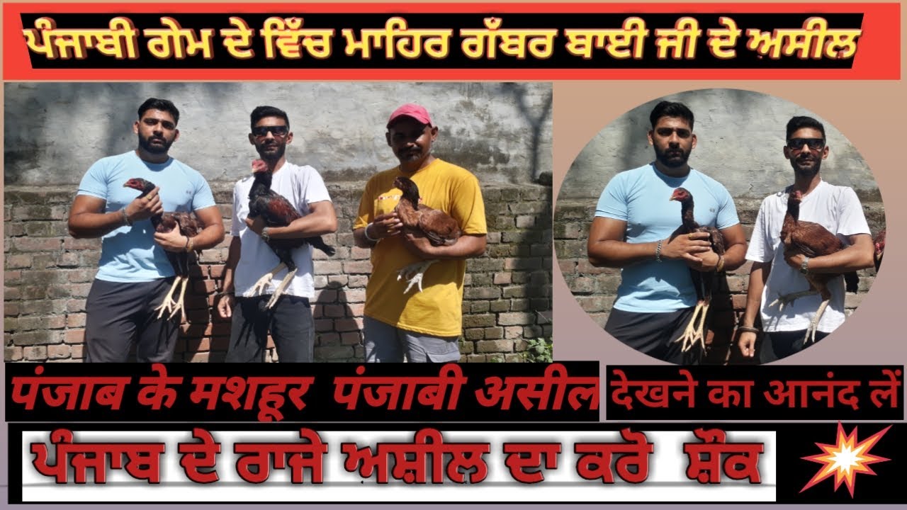 Punjabi mashoor siyalu prinde 🏅 winter aseel lineage सर्दियों की गेम वाले असील मुर्गे @sukreetjaggi