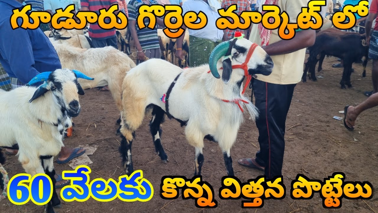 BIGGEST SHEEP BAKRA GUDUR SHEEP MARKET 11 10 2024 గూడూరు గొర్రెల మార్కెట్ విత్తన పొట్టేలు #farming