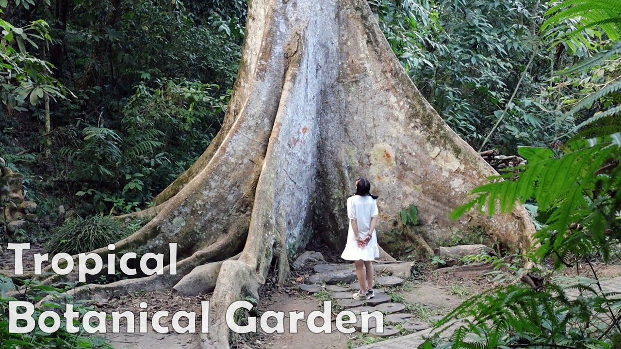 The Biggest Tropical Botanical Garden in Xishuangbanna, Yunnan, China -must visit!