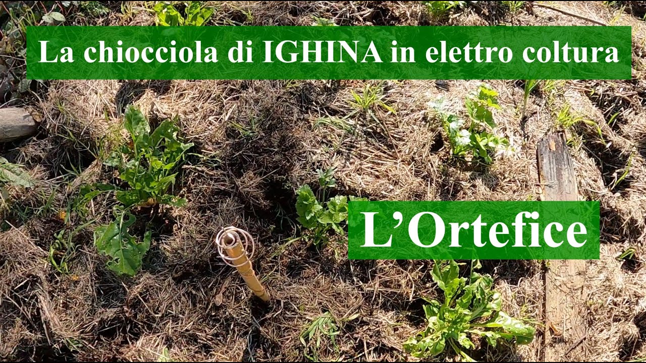 La chiocciola di Pierluigi Ighina in elettro coltura
