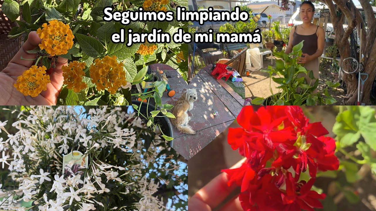 Hay mucho que ordenar en el jardín de mi mamá 