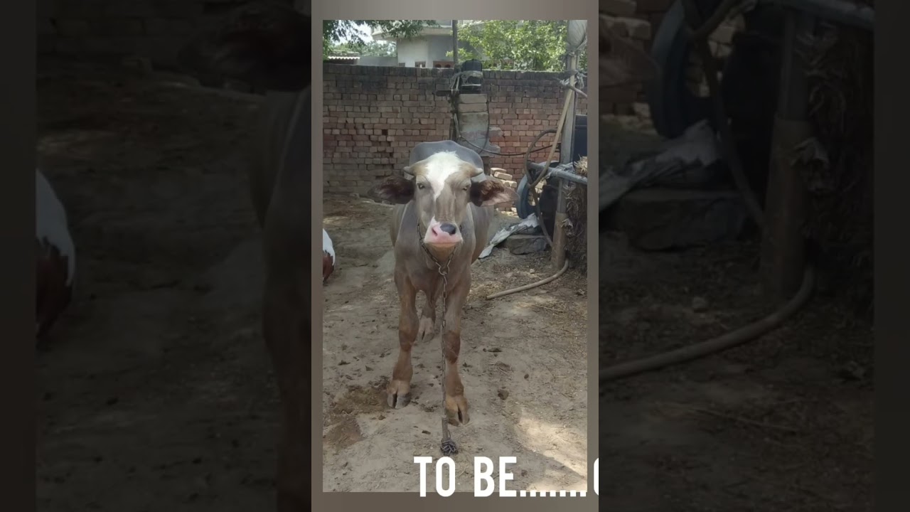 brown bull nili ravi breed , raule vala bura jotha #panjab