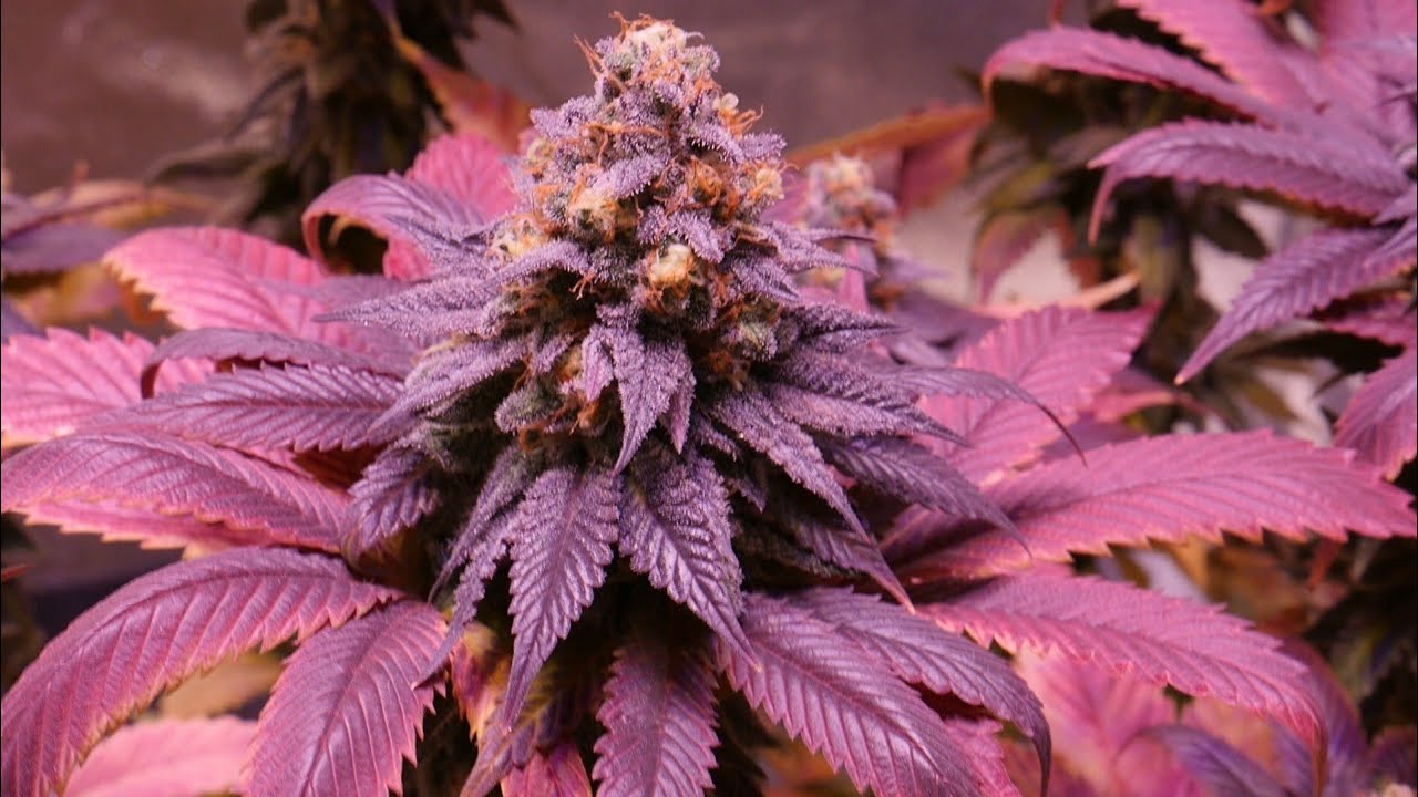 GROWING FAT PURPLE BUDS UNDER LED LIGHTS - OPTIC 4 JORDAN OF THE ISLANDS CANNABIS