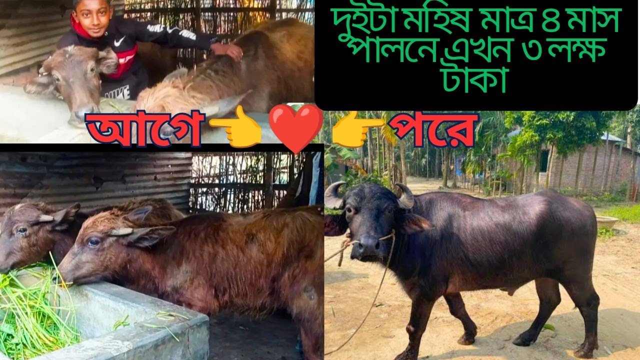 গরুর চেয়ে বেশি লাভ মহিষ পালন করে | মহিষ পালন পদ্ধতি | buffalo farm in bangladesh | #2025 #buffalo
