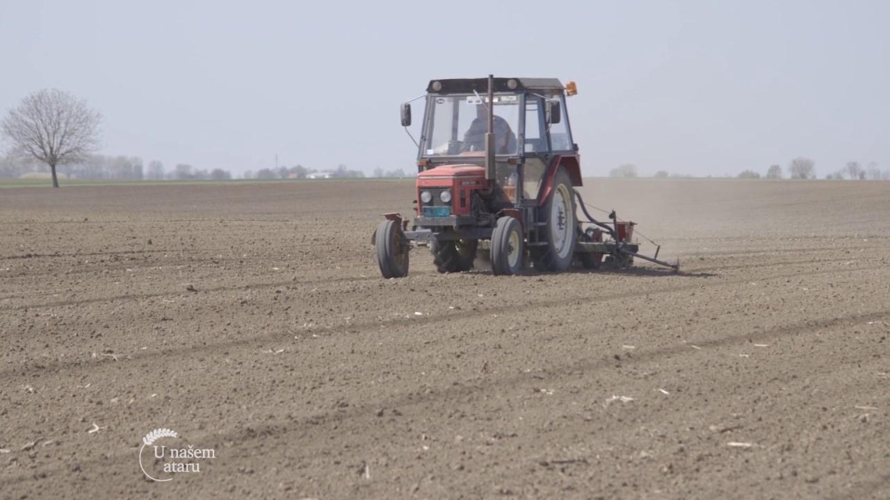 Setva industrijske paprike i proizvodnja povrca u Glozanu - U nasem ataru 684
