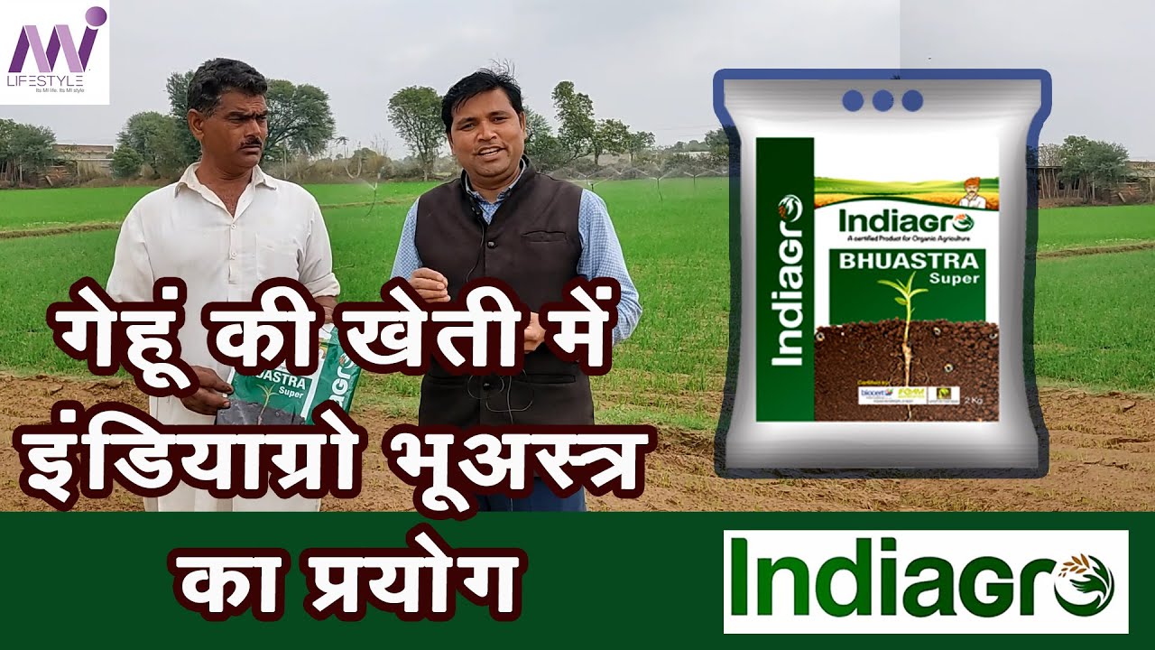 गेहूं की खेती में इंडियाग्रो भूअस्त्र का प्रयोग | indiagro | bhuastra super | mi lifestyle