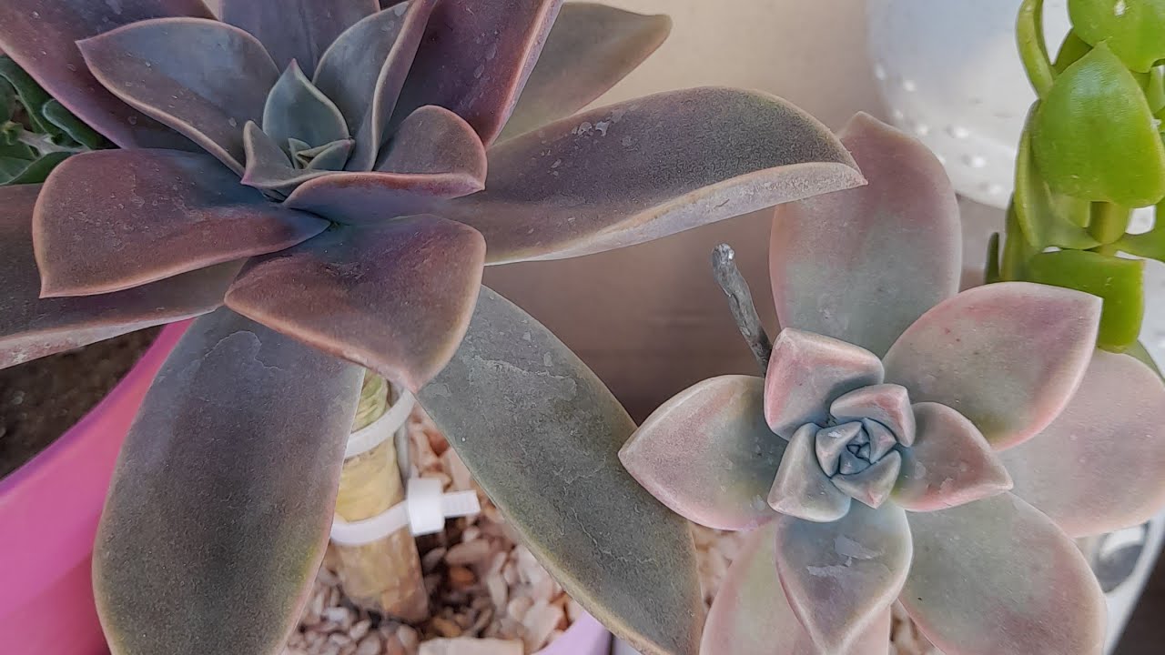 succulent Echeveriea  ghost plant       طريقة زراعة العصاره الجربتوبتليوم والجربتوفيرا بشكل قائم