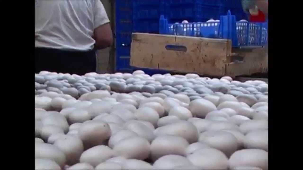 Lignes de cueille de champignons - SERMATEC