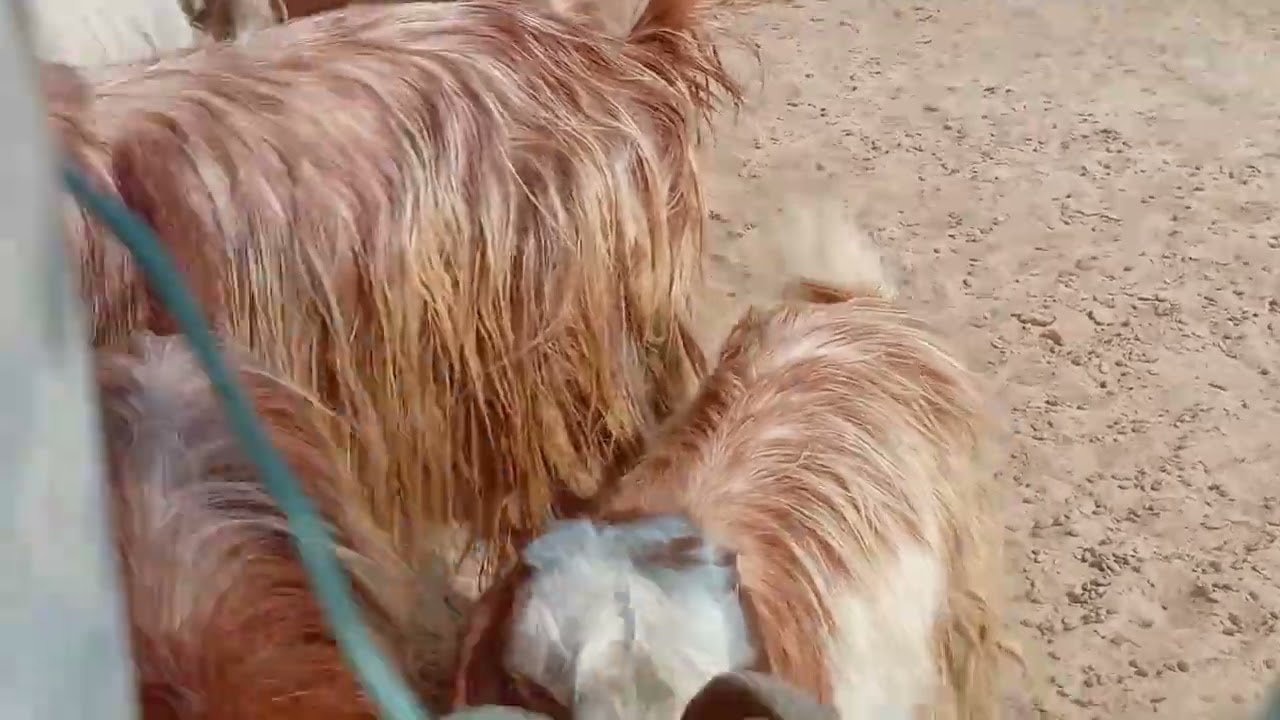 feeding the sheep 😀😀😀#thanksforwatching #happy#funny 