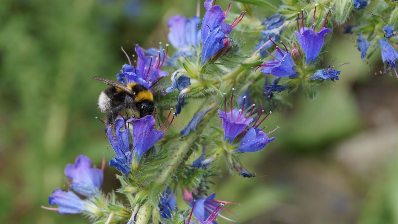 Naturnahe & insektenfreundliche Gestaltung - Ein Zukunftskonzept für Gärten, Unternehmen, KiTas uvw.