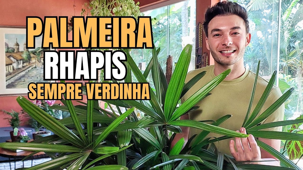 Como cuidar da Palmeira Rafis e fazer mudas