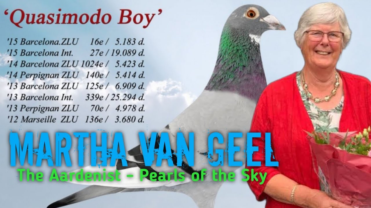 Martha Van Geel - The Legendary Pigeon of Marijn Van Geel