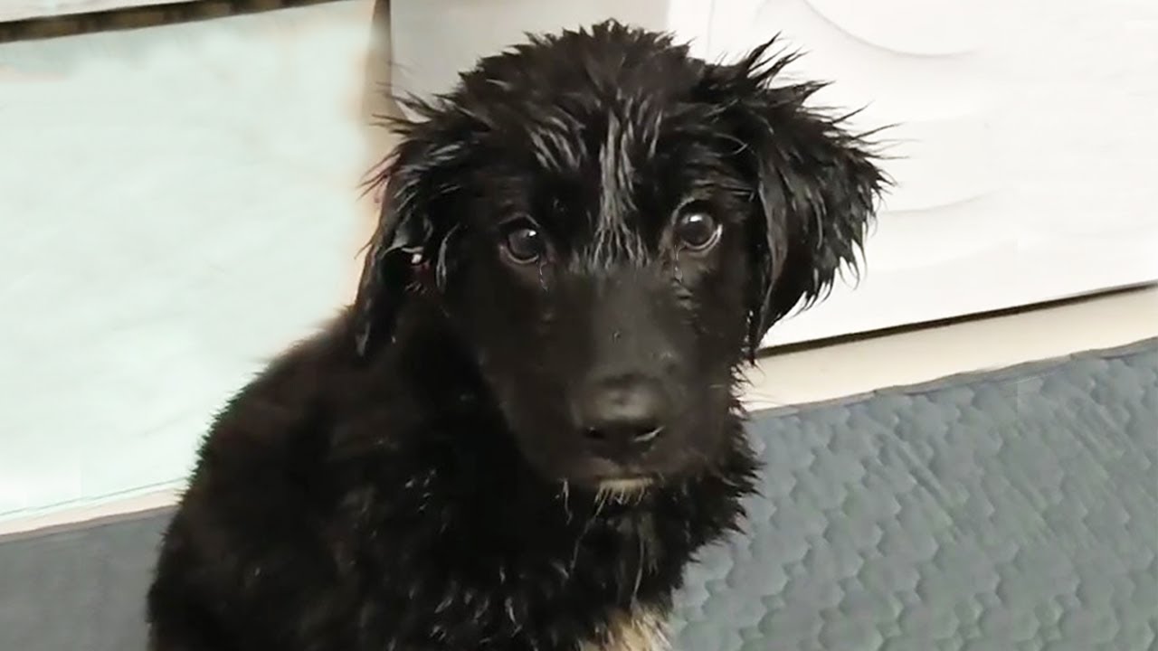 The puppies cried and tried to get the asphalt out of the burns but couldn't