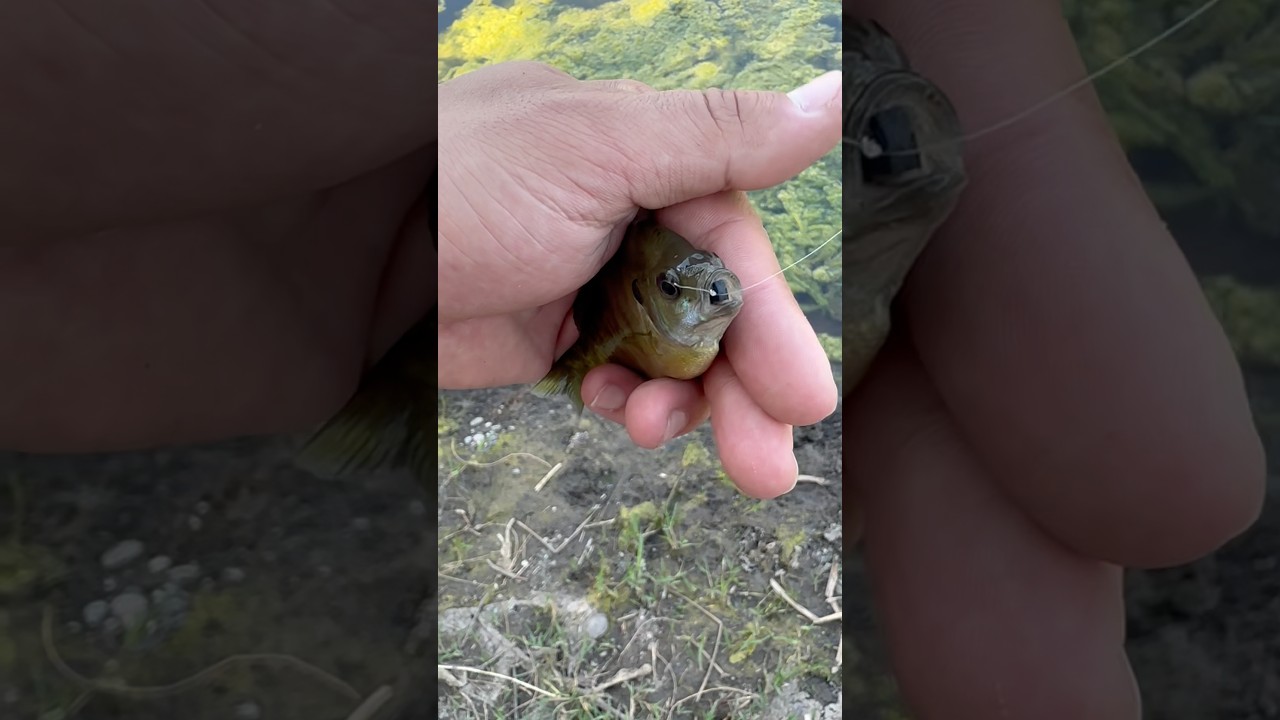 Easy fly to tie, have fun
