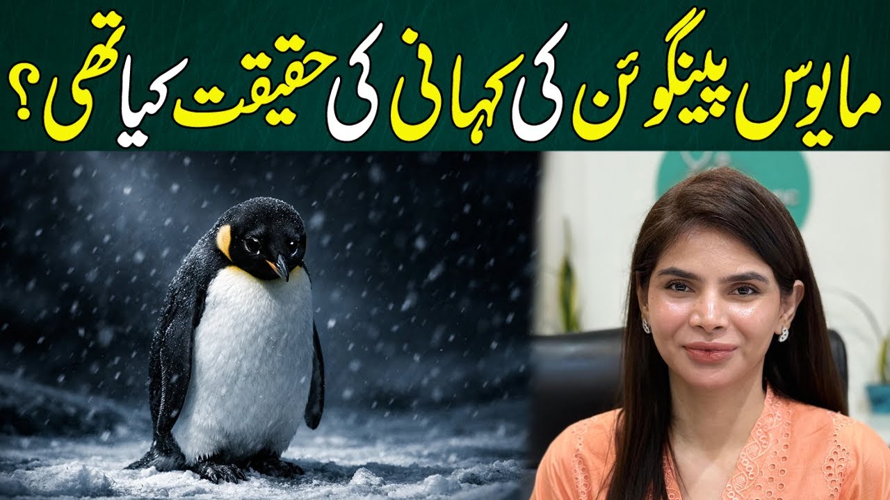 The Truth Behind the “Depressed Penguin” Story | Reality vs Viral Myth | Ayesha Nasir