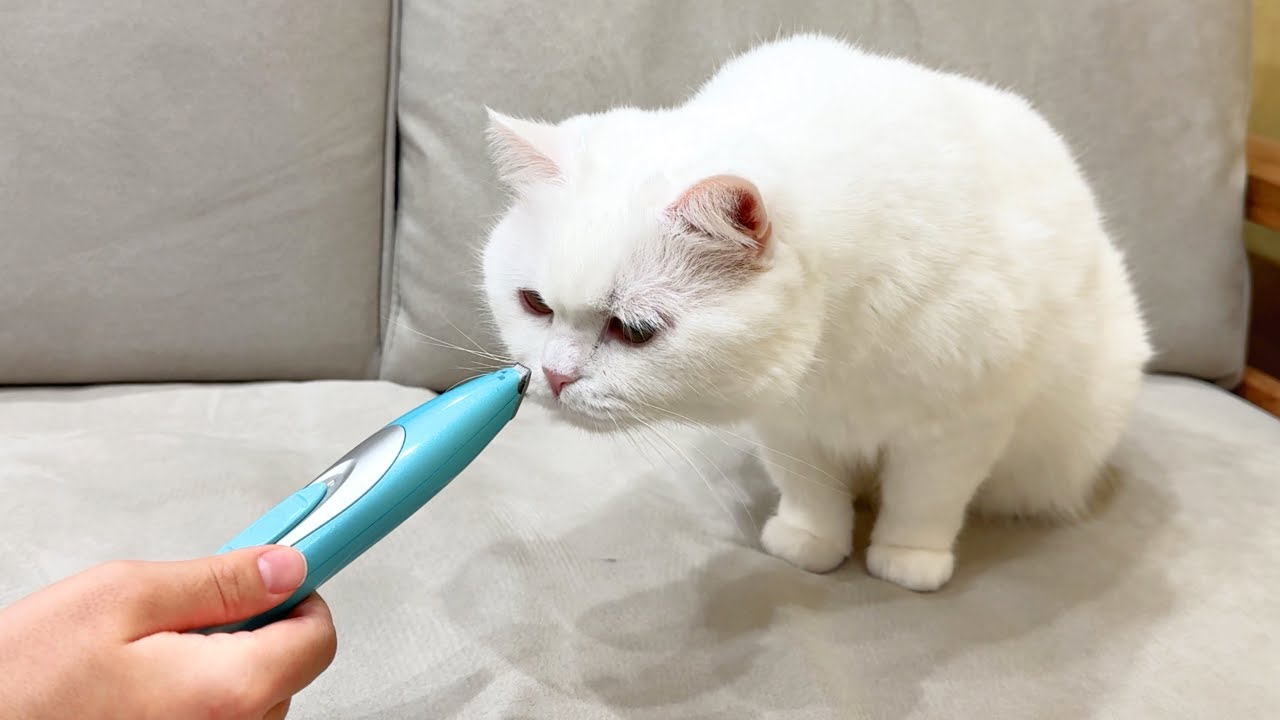 今から剃られるのに危機感ゼロの猫