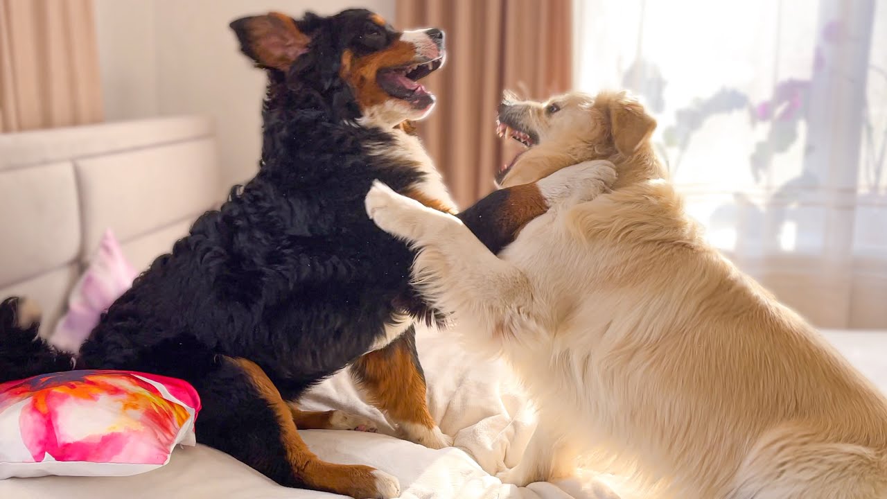 Golden retriever and Bernese Mountain Dog Fighting on the Bed