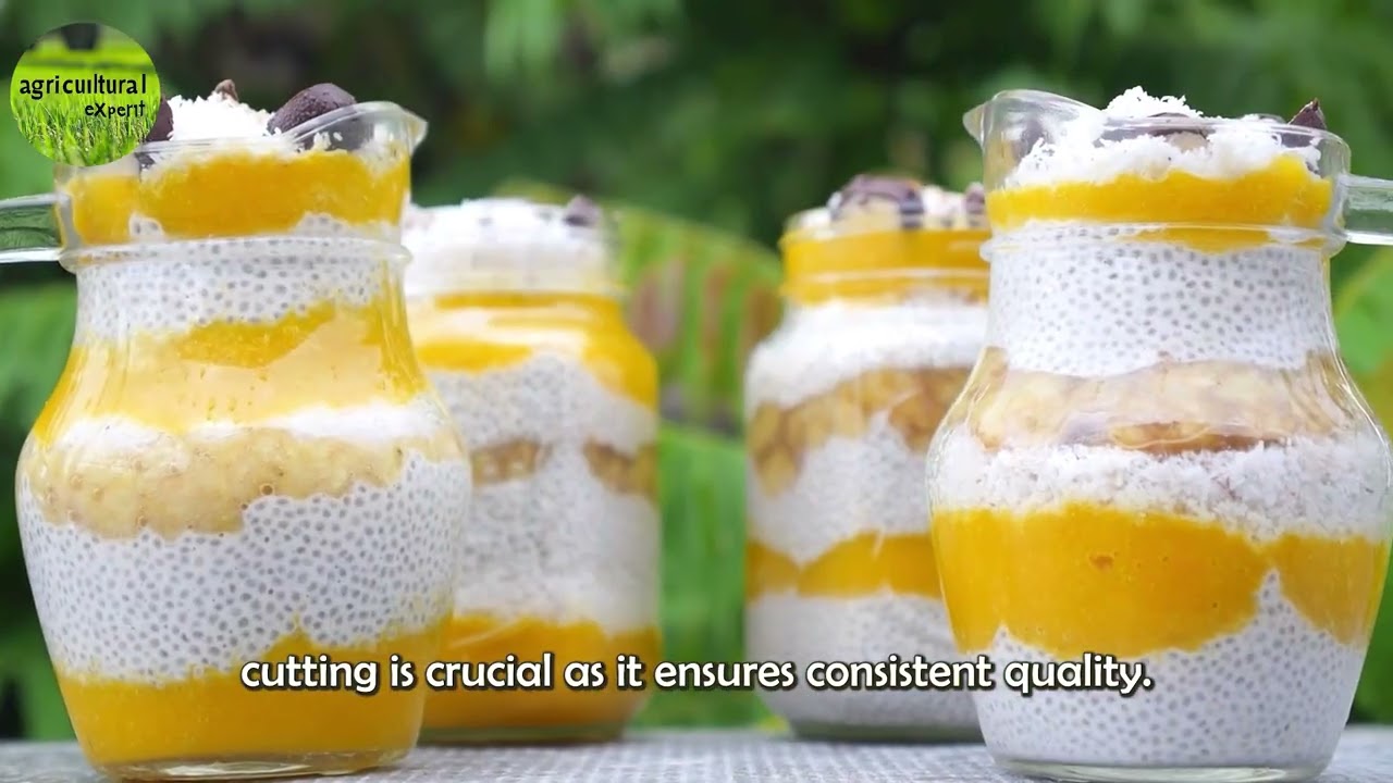 How Farmers Harvest Mangoes and Amazing Dried Mango Processing Plant | Agriculture Documentary