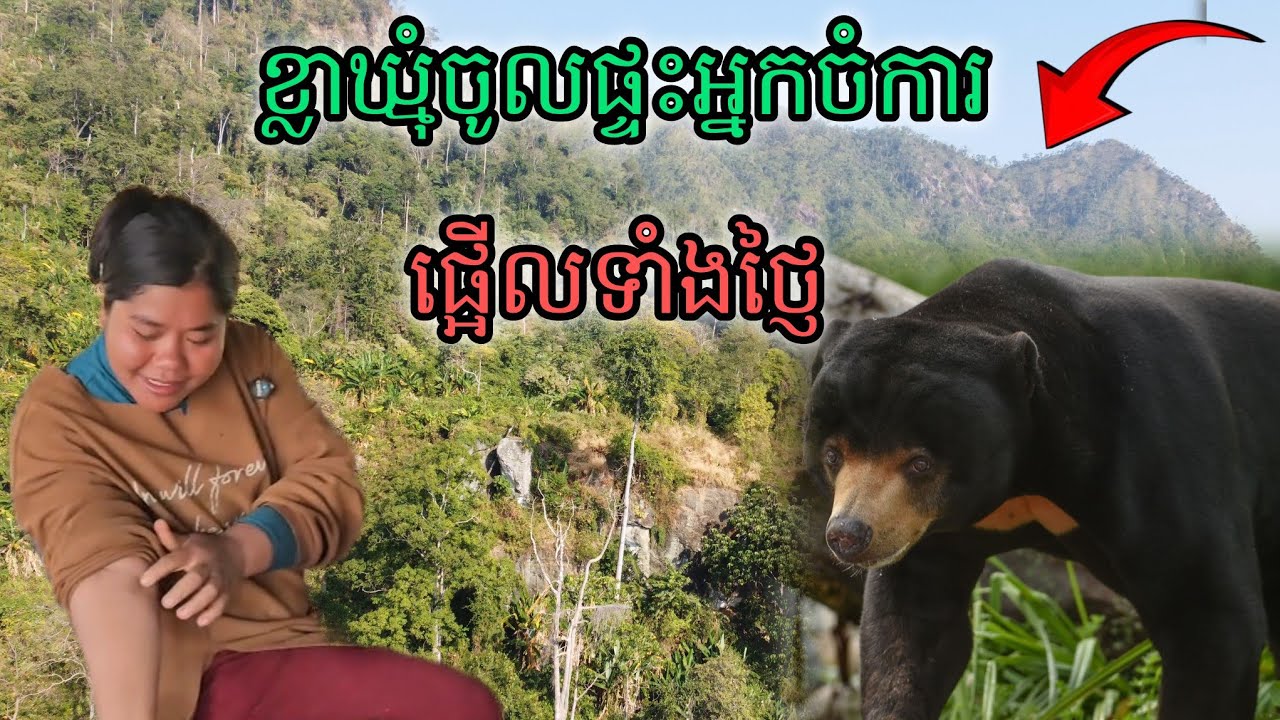 ខ្លាឃ្មុំចូលផ្ទះអ្នកចំការផ្អើលទាំងថ្ញៃ