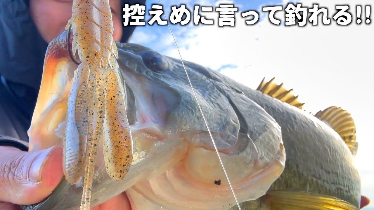 ドライブビーバーがマジ最高です！冬の柳川クリークこれ使っとけば間違いない！