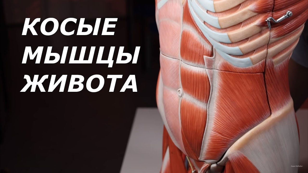КОСЫЕ МЫШЦЫ ЖИВОТА / анатомия, функции, упражнения