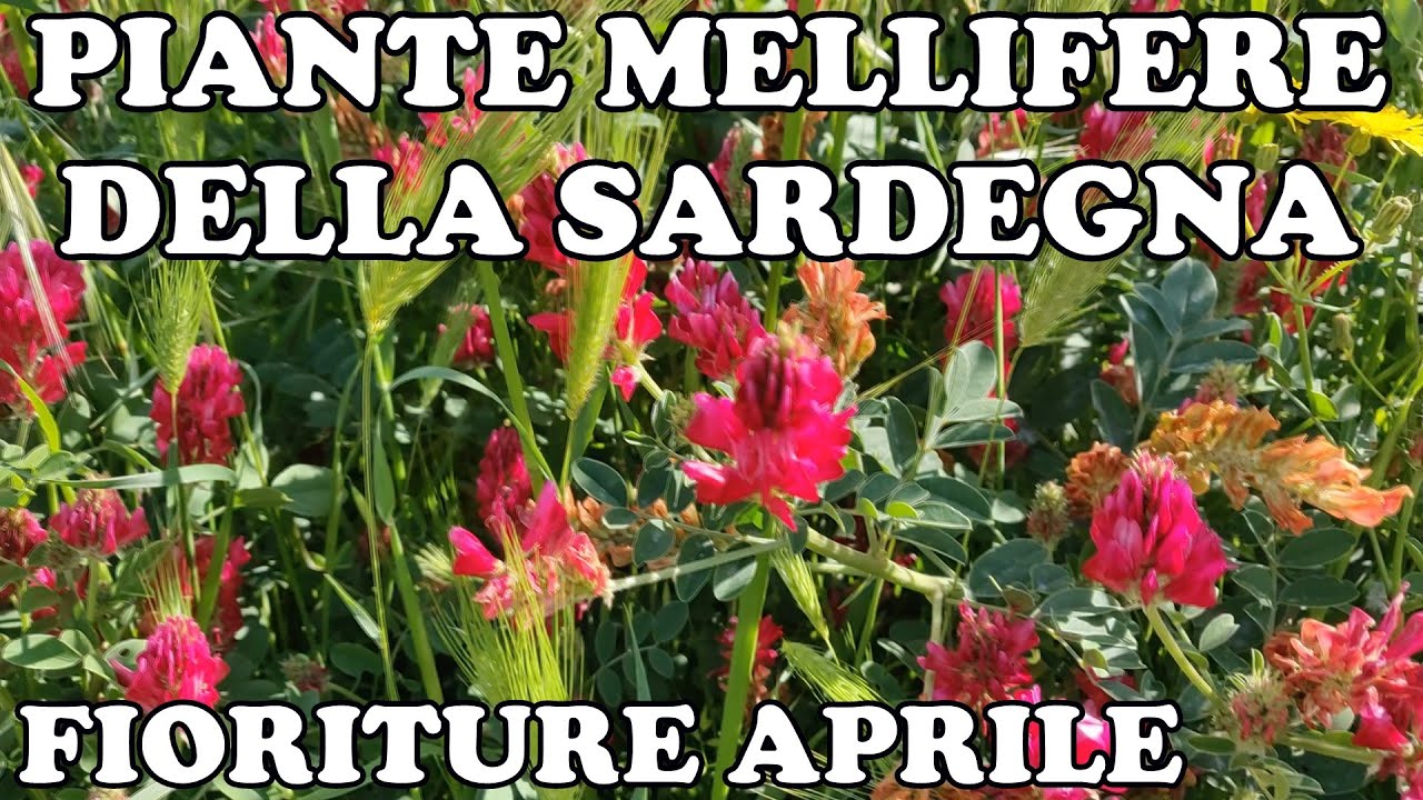 Piante Mellifere della Marmilla, Sardegna - Fioriture Aprile