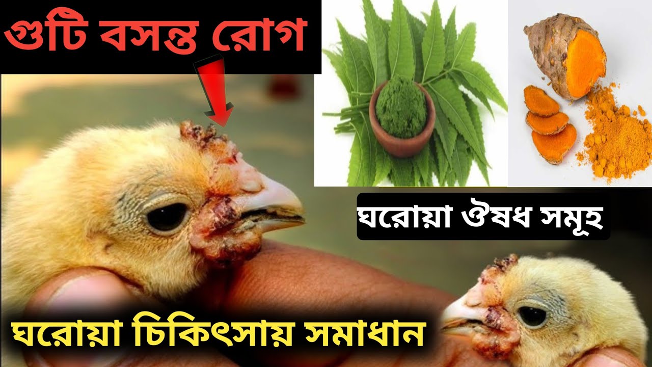 দেশি মুরগির গুটি বসন্ত রোগের ঘরোয়া চিকিৎসা।