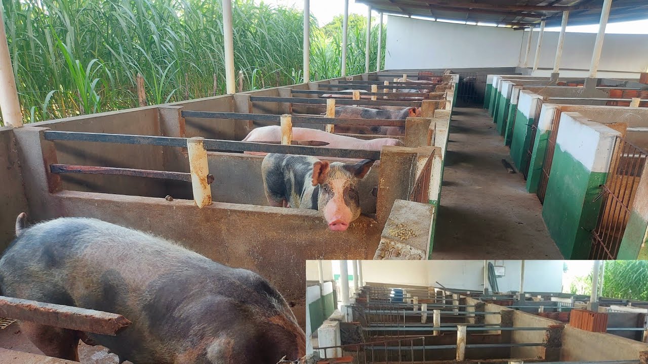 Novas Baías Para Gestação das Porcas Matrizes do JD 🐷🐖🙏⏳
