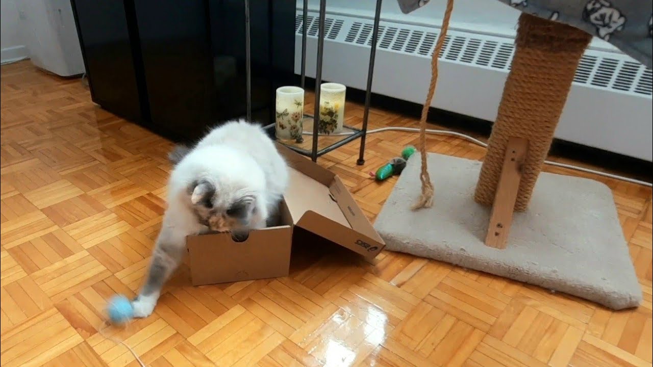 Cat's fancy footwork with her snowshoe paws | 4K