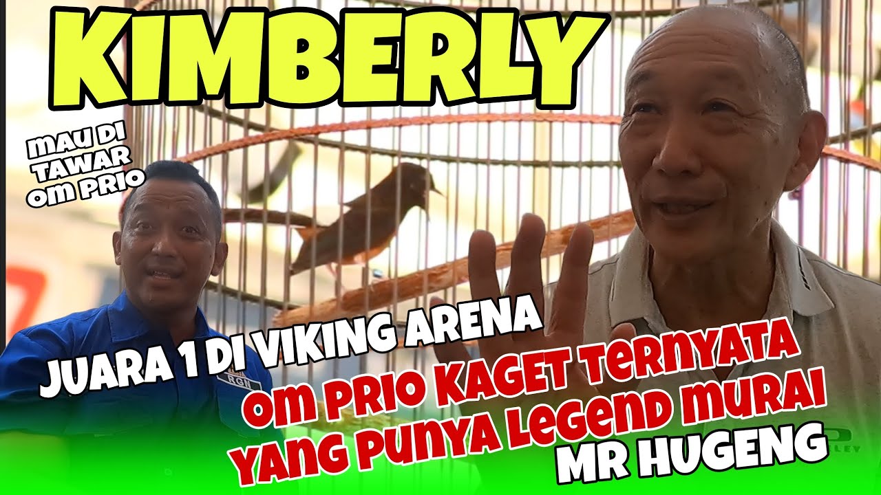 MB KIMBERLY ‼️ JUARA 1 DI VIKING ARENA ! Nyaris di Tawar Om Prio Excellent !!