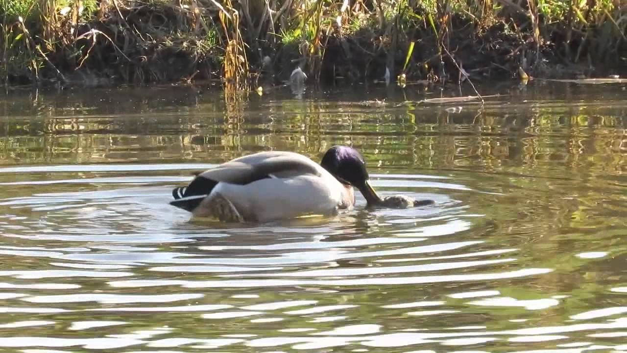 Vroege Vogels - Parende eenden
