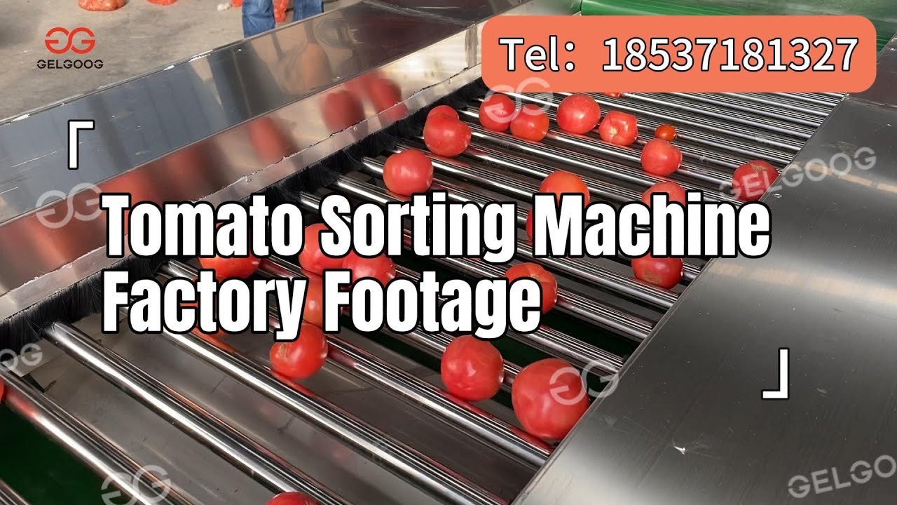 Tomato Grading Machine | Automatic Tomato Roller Grading Machine in Operation