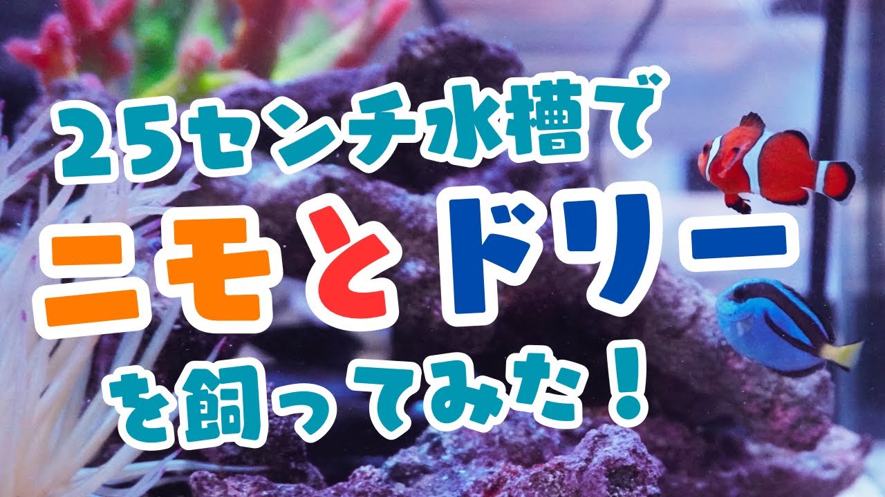 【必見】初めての海水魚飼育！カクレクマノミのニモ＆ドリーが簡単に飼育できる小さい水槽の立ち上げ・飼い方・水換え・お掃除方法を解説！費用はどれくらい？
