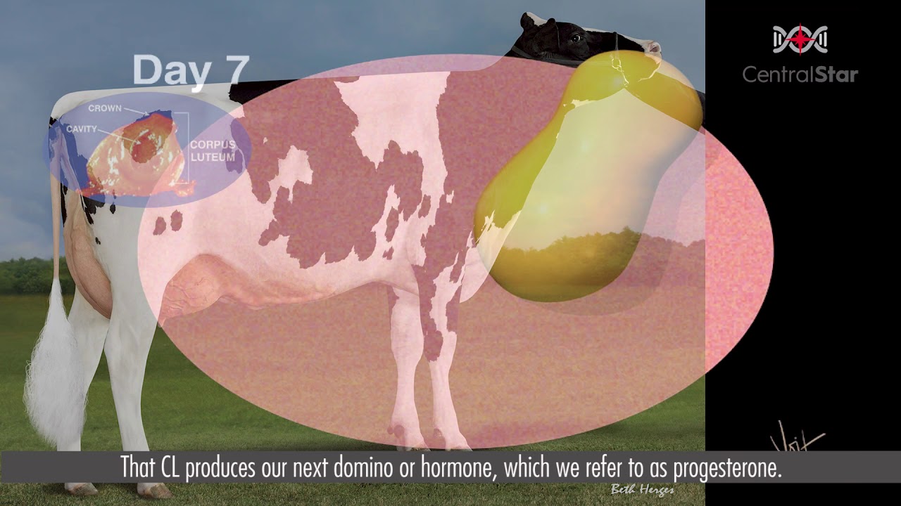 Navigate Your Dairy features the basics of hormones in cows