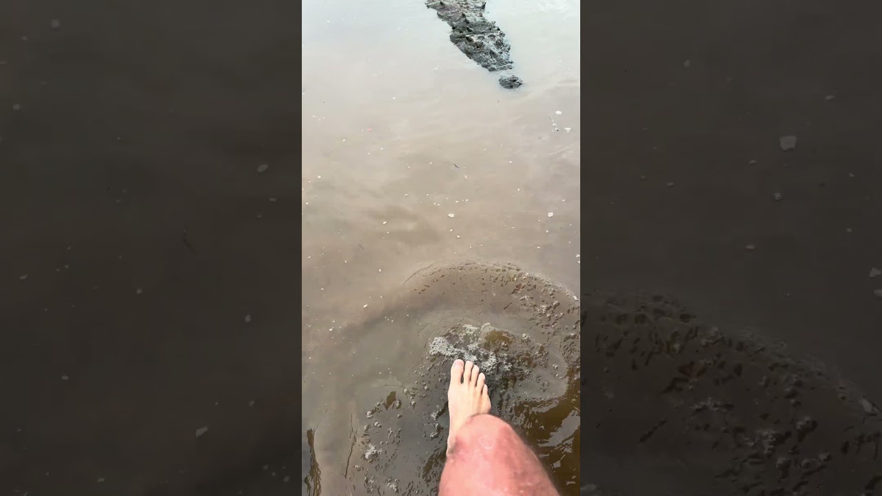 Chat are we swimming or nah? #crocodile #gator #alligator