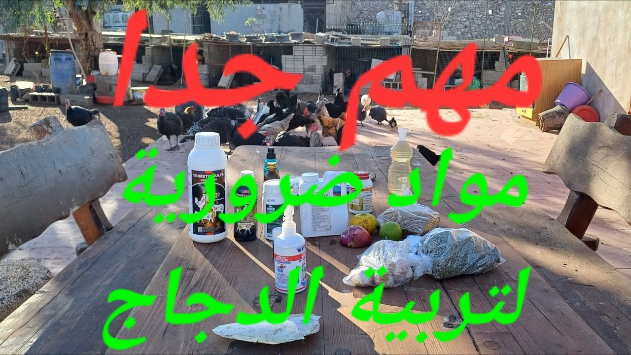الحلقة 239.معلومات تهم كل محبي تربية الدجاج🐓 .تابع الحلقة إلى نهايتها و لا تدع المعلومات تضيع منك ❤️
